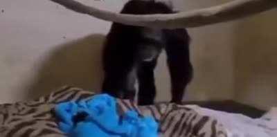 This Chimp mom thought her baby had died when the vets took it away from her for medical treatment right after she gave birth. This is her reaction 2 days later.