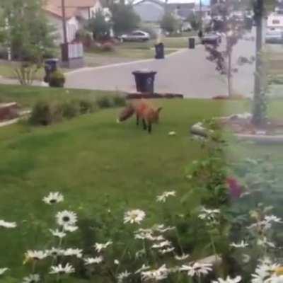 Fox playing with a dog toy