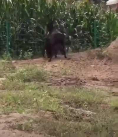 🔥 An Ass confronted a Hyena who wandered in his farmlands