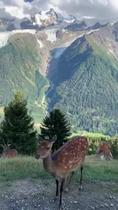 🔥 Splendid view of Chamonix, France