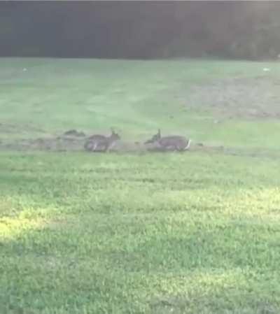 These bunnies playing made my day.