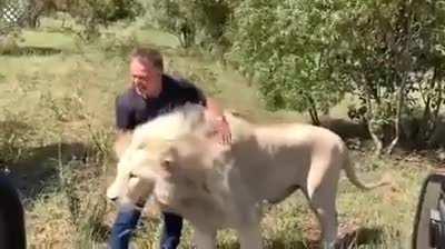 The owner of a private farm in South Africa being greeted by the pride of lions he raised in his own home