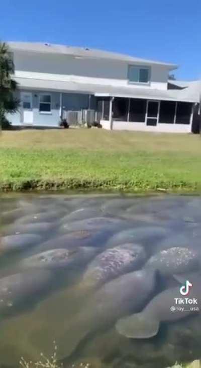 As temperatures drop in Florida, hundreds of manatees swam into a local thermal power plant's culvert to keep warm.