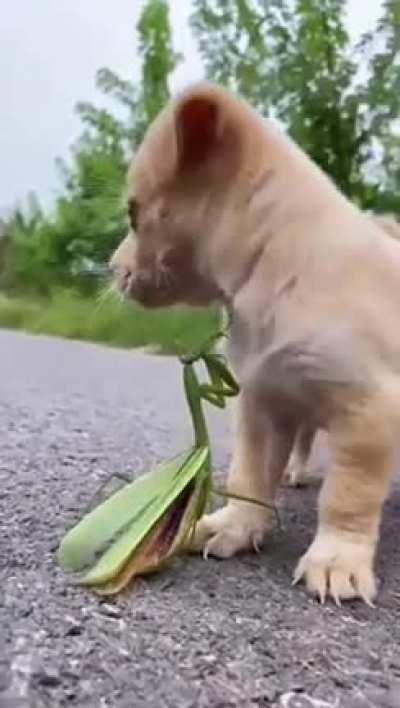 Curious little boi meets praying mantis