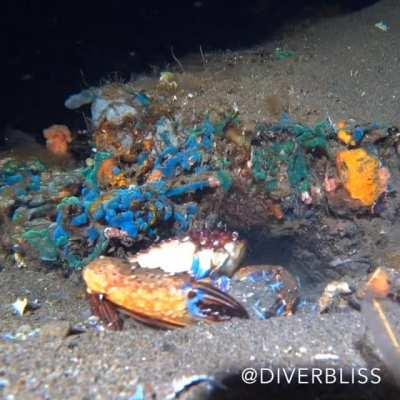 A crab wasn't happy about my friend night diving.