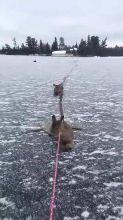 Man saves multiple deer stranded on frozen lake in Ontario.