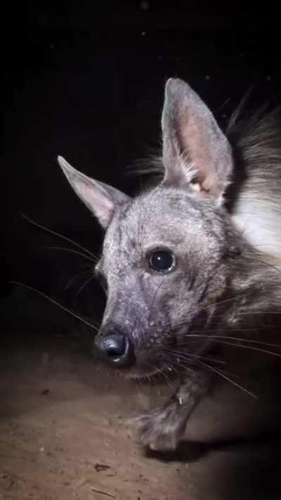 This nighttime wildlife photo trap in Africa