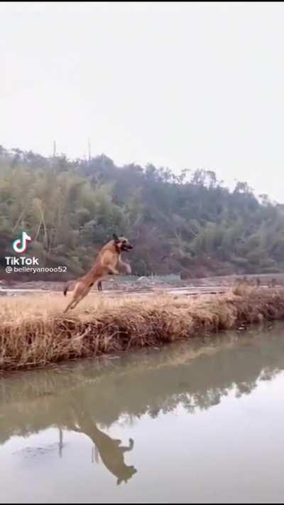 Belgian malinois jumps over the entire river.