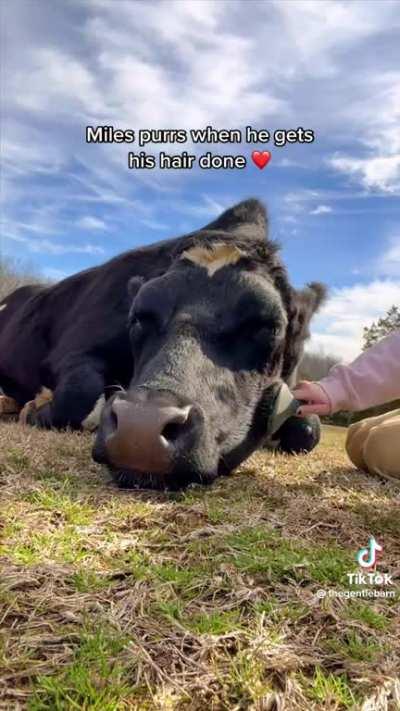 Happy cow