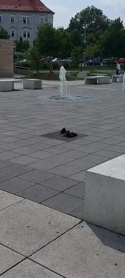 Roman baths are cool, but have you ever heard of Pigeon baths? (Brno, Czech Republic)