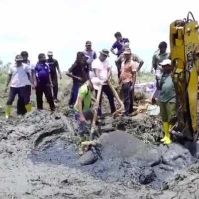 rangers working together to save an Elephant stuck in mud