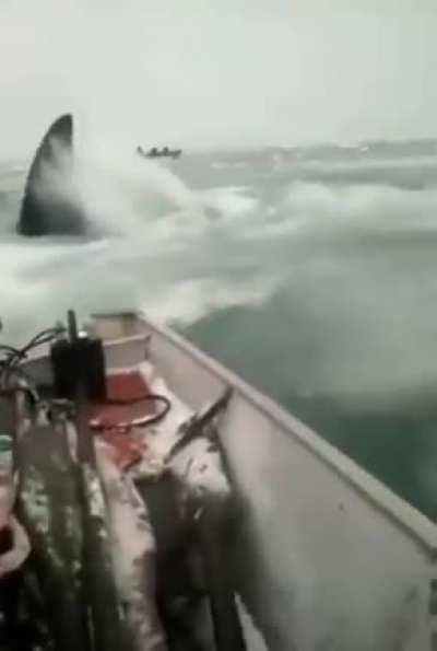 Yet another NOPE reason to stay out of the vast waters 