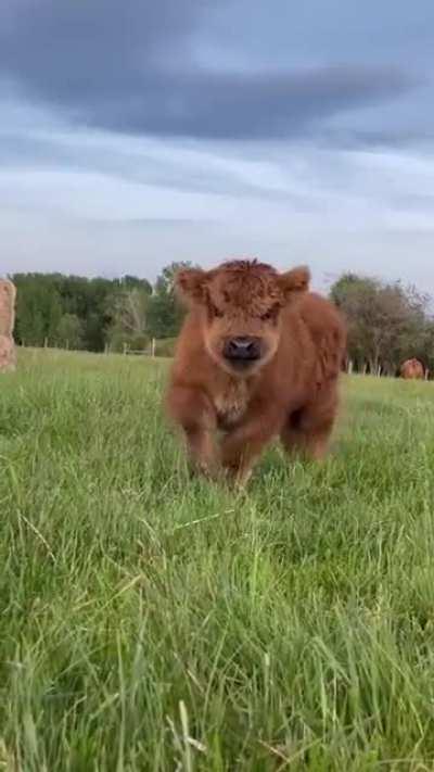 Floofy mini-moo