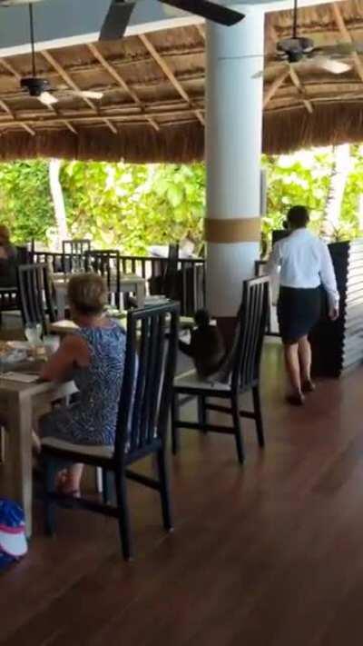 Monkey Sits At Table Trying To Order Food