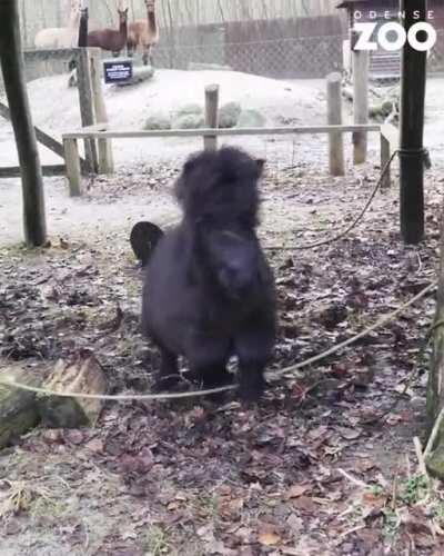 Danish zoo lets out tiny horses to play while closed