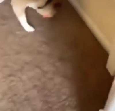 I think he likes it
