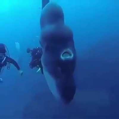 Divers encounter a Mola Mola, aka the Sunfish, which can weigh over 4,000lbs