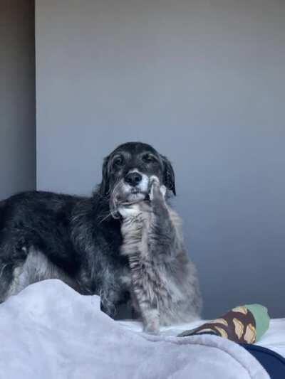 My cat loves my dog’s beard