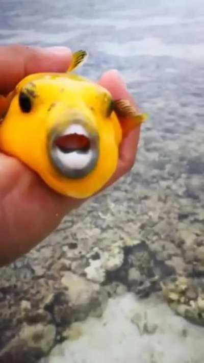 Fish with human looking &quot;teeth&quot;