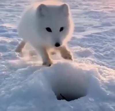 Arctic Fox Encounter