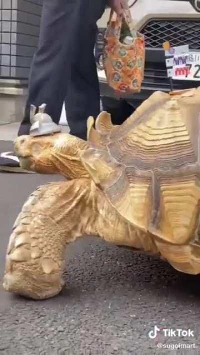 Man taking a walk with his Giant African Tortoise