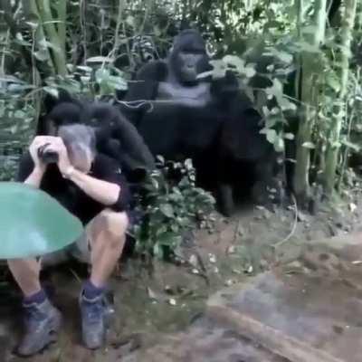 Close encounter with mountain gorillas.