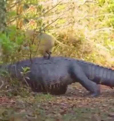 🔥Capybara On Alligator.