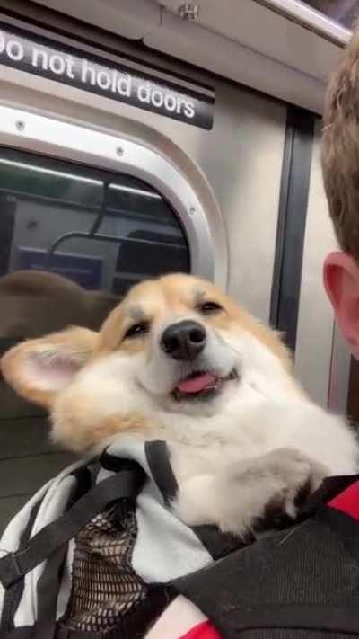 This is how my corgi and I ride the train together.