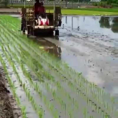 Rice cultivation in Taiwan