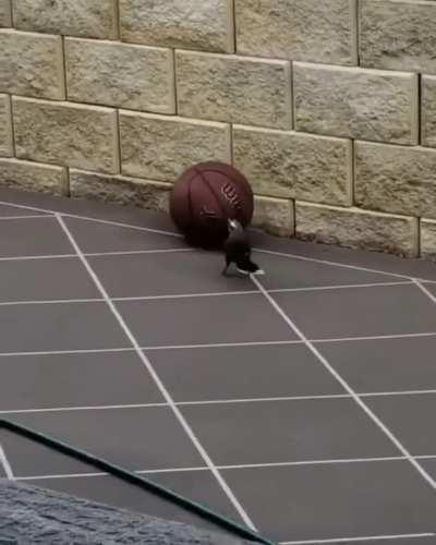 This bird playing with a basketball just for the fun of it