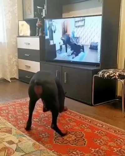 Dog doing yoga