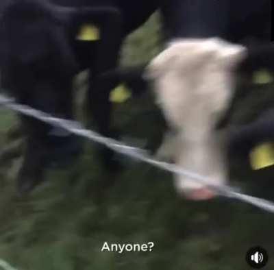 Dog locks owner out of his car.