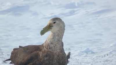 When emperor penguin chicks leave their nesting colonies at around 5 months of age, they head to the sea. The chicks are often unaccompanied, and it can be a long and dangerous journey. When these chicks encountered a giant petrel, an intrepid Adelie peng