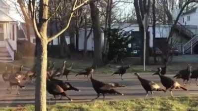 There is something intriguing about watching how wild turkeys react when they discover a poor cat runover in the middle of the road. While it may appear they are engaging in some kind of ritual to us, the reality is that none of the turkeys are able to de