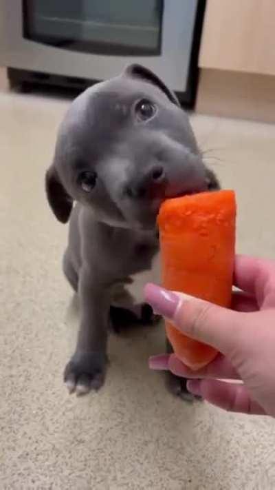 This is Enzo. Watch him trying a frozen carrot for the first time, Yummy...