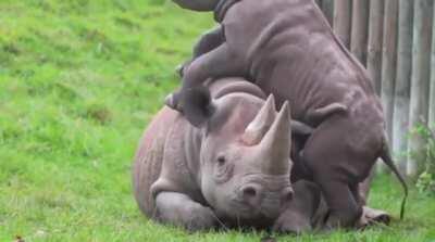 So here is a baby rhino getting playful with mom