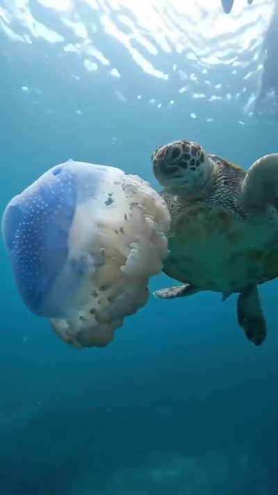 🔥 Turtle Snacking On A Jellyfish