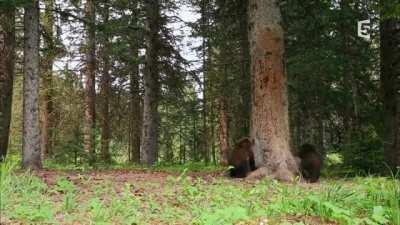 Baloo !!! [Planete Terre : Les Sommets]