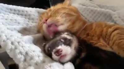 A kitten goes to sleep with his best friend...