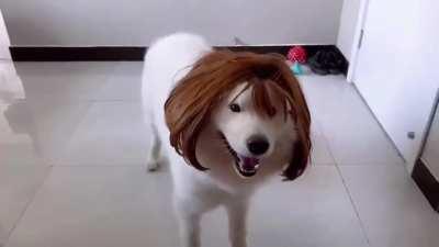 Doog got a wig