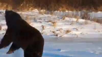 🔥 A bear having the time of his life