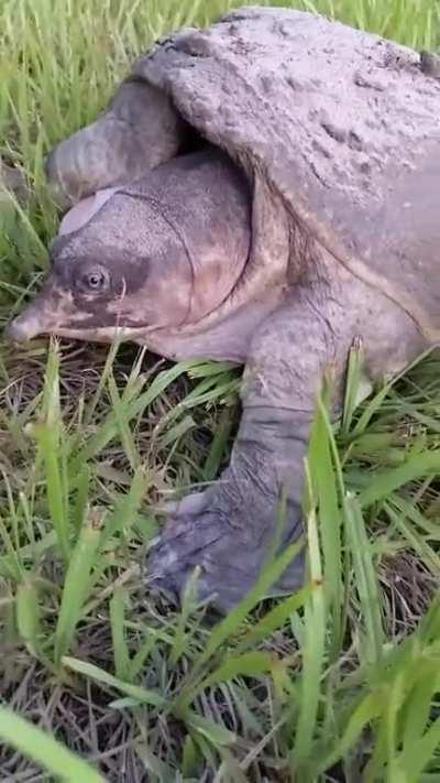 Squishy Soft Shelled Turtle