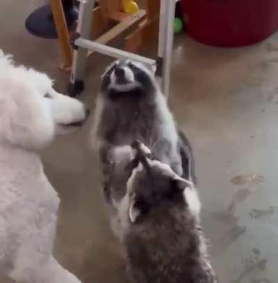 Racoons playing with bubbles!