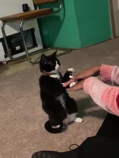 A Cat plays some cute game with its owner