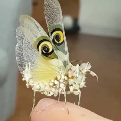 🔥 Flower Mantis