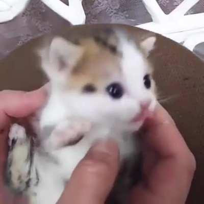 Tiny Kitten Squeaks