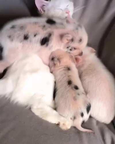 A cat is lying on a couch. Little by little, 3 little piglets come and cuddle up with her. In the end, they lie next to the cat, who has put its paw over everyone.