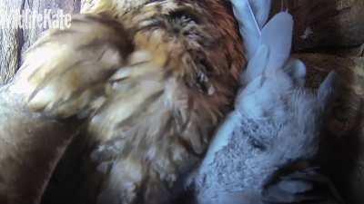 A stock dove makes the mistake of entering a tawny owl’s nest 