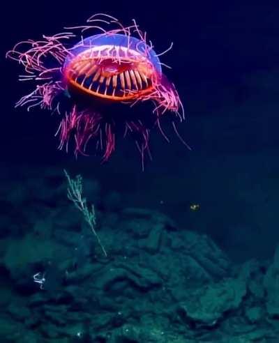 A Halitrephes maasi, emitting a fireworks-like display at a depth of 4,000 feet off Baja California, Mexico