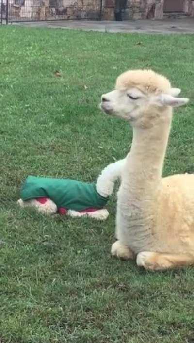 A newborn alpaca trying its best to stay awake